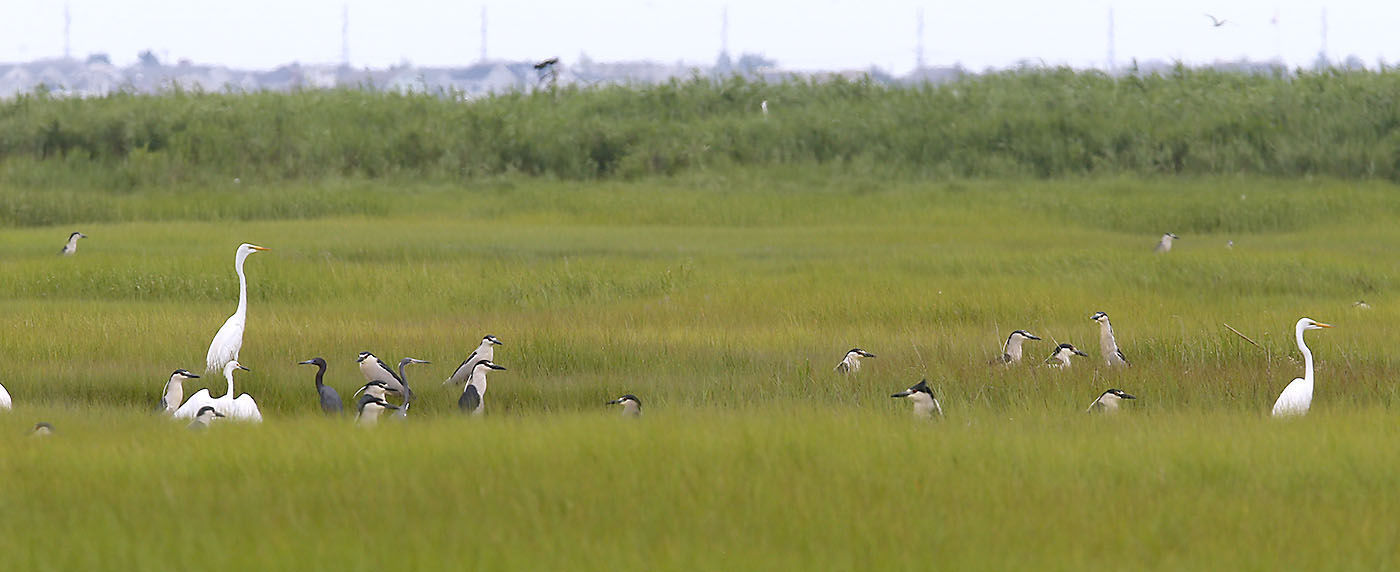 Cormorants Nesting